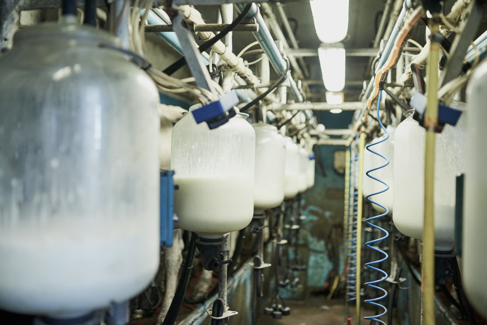Dairy Operations